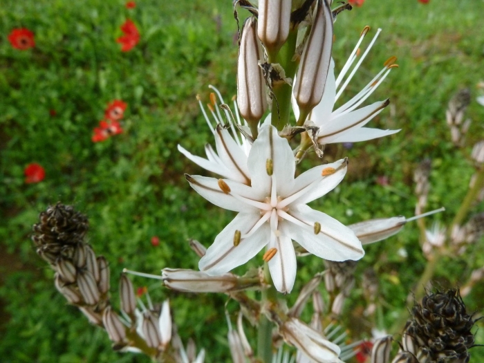 Асфодель цветок смерти
