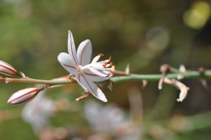 Асфодель цветок смерти