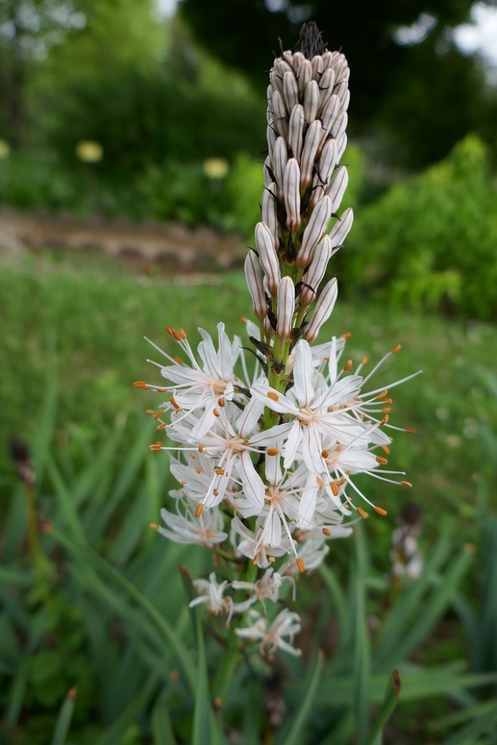 Asphodelus macrocarpus