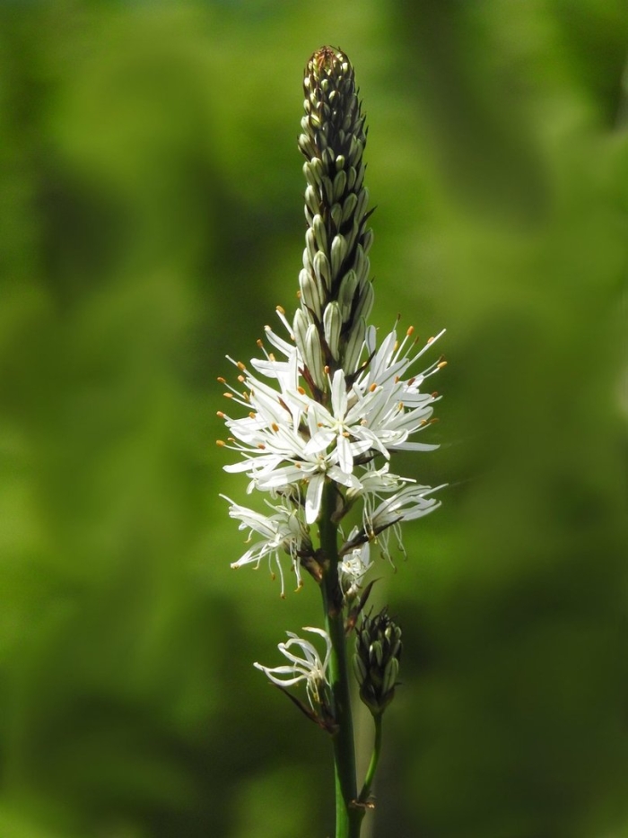 Белый асфодель