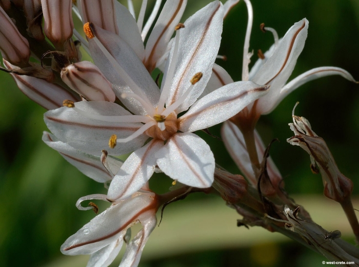 Асфодель златоцветник