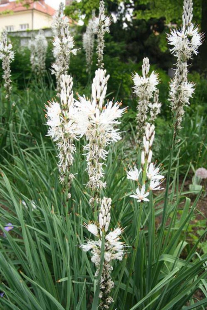 Asphodelus macrocarpus