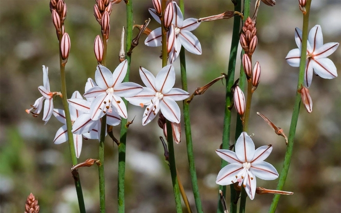 Asphodelus fistulosus