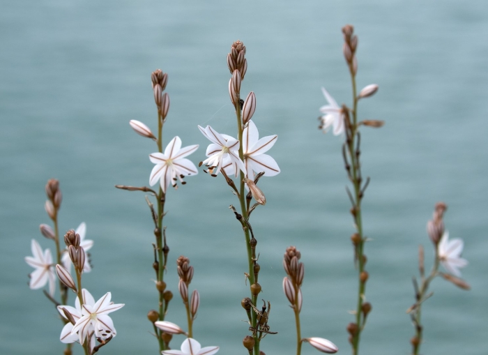 Asphodelus fistulosus