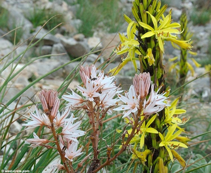 Асфоделина крымская