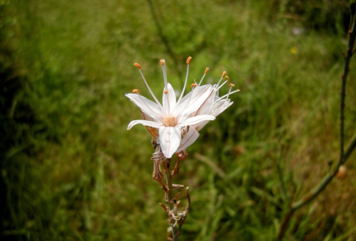 Асфодель златоцветник