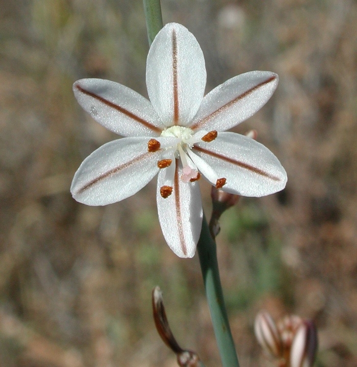 Асфодель цветок смерти