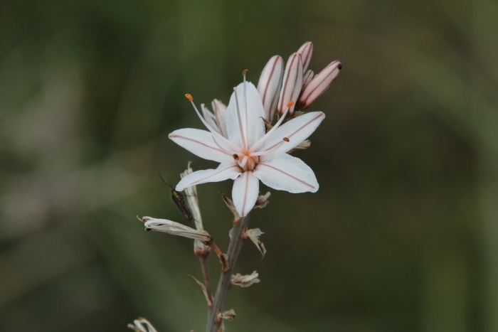 Асфодель цветок смерти