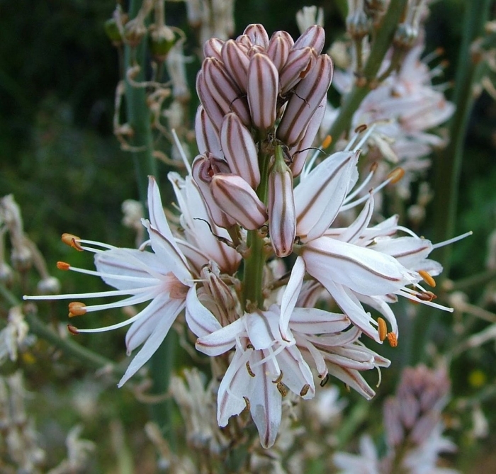 Асфодель цветок смерти