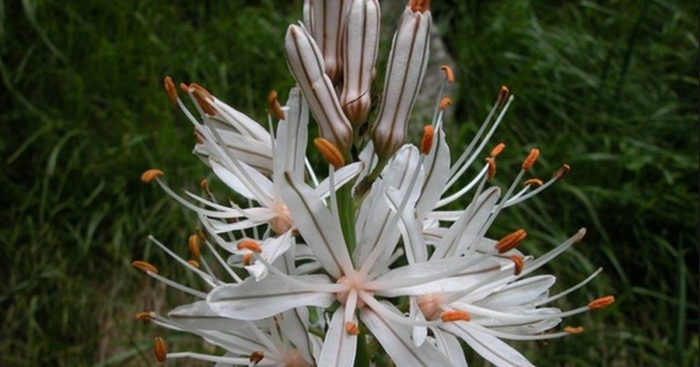 Цветок асфоделус