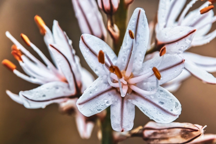 Асфодель цветок смерти