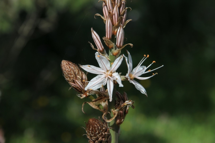 Асфодель цветок смерти