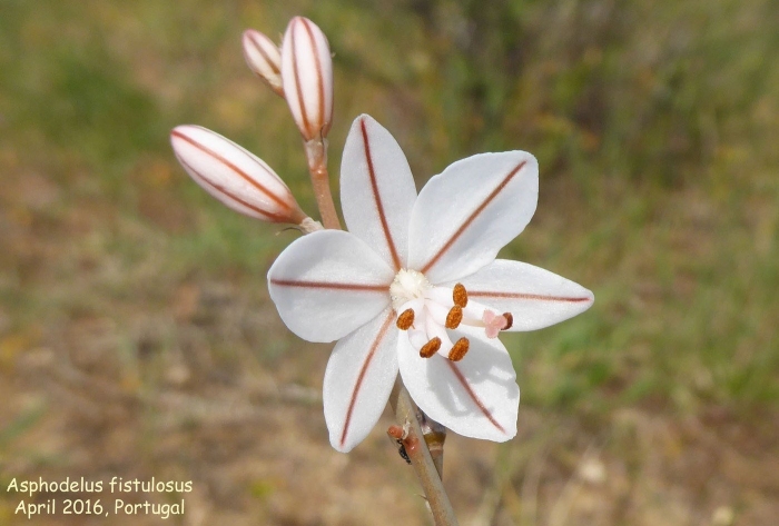 Асфодель цветок смерти