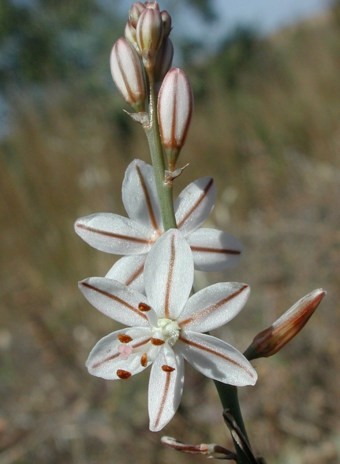 Асфодель златоцветник