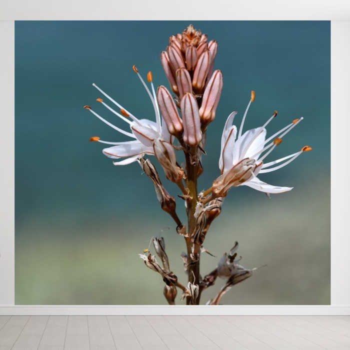 Асфодель цветок мифология