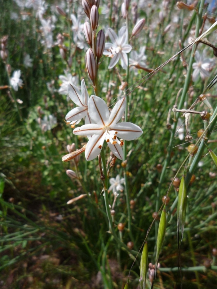 Asphodelus fistulosus