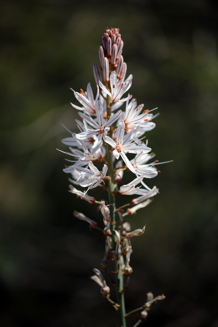Асфоделус рамосус