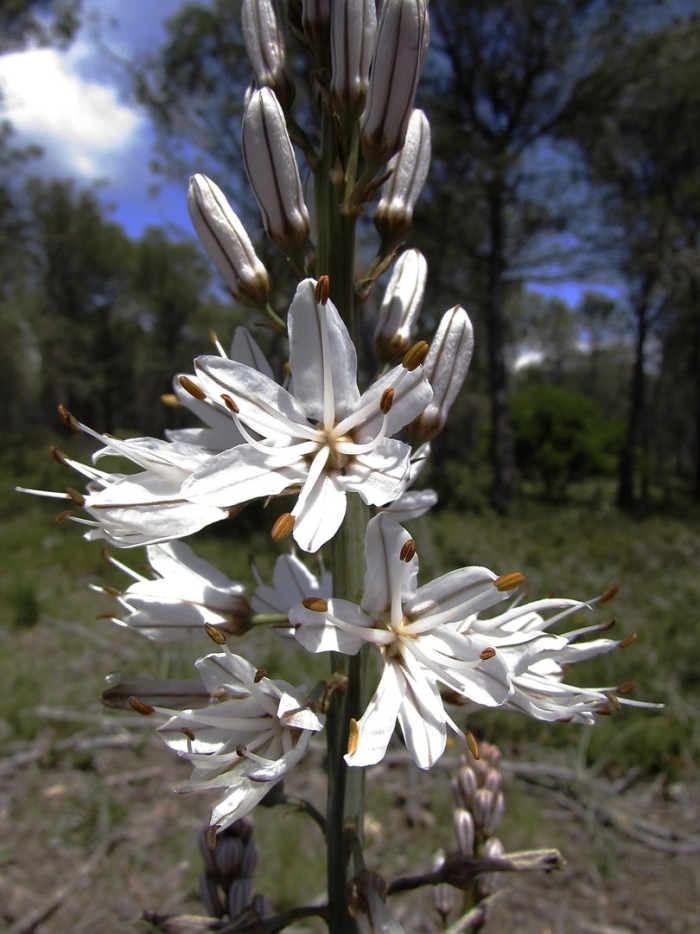 Асфодель златоцветник