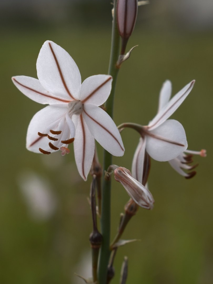 Асфодель цветок смерти