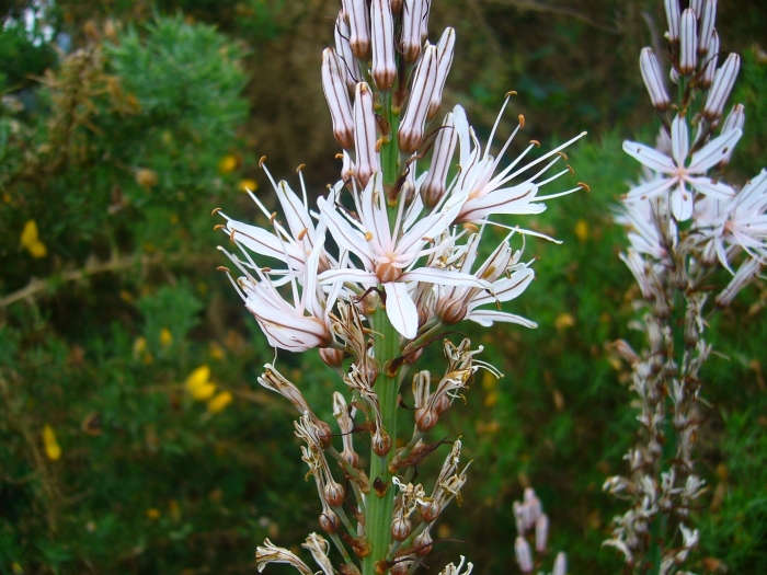 Асфодель цветок