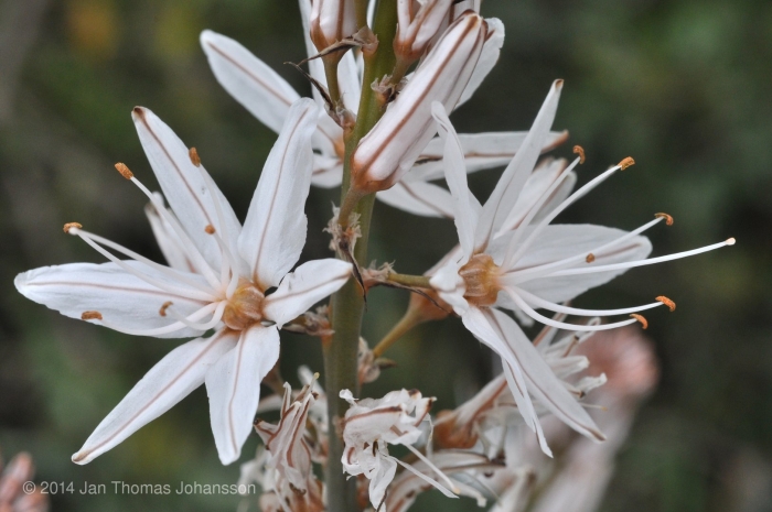 Асфодель цветок мифология