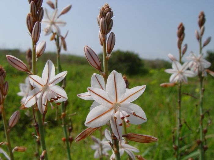 Asphodelus fistulosus