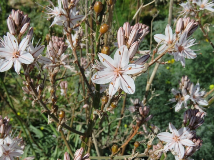 Асфодель цветок смерти