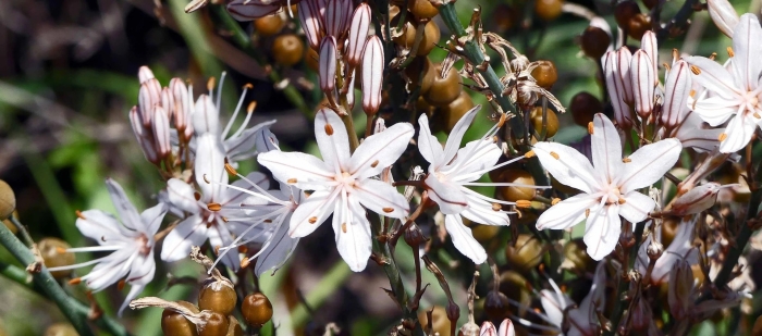 Asphodelus fistulosus