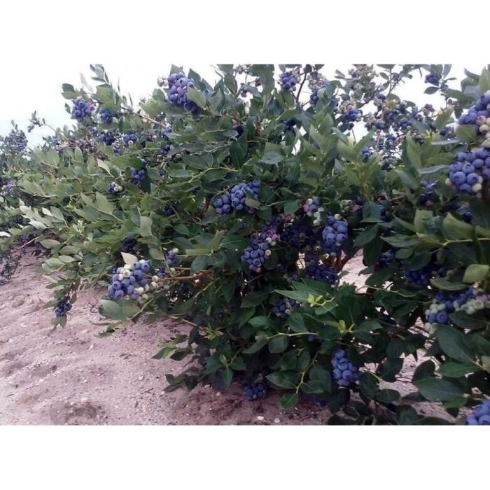 Голубика джерси