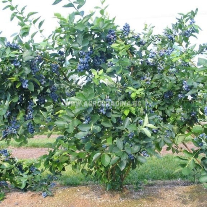 Голубика высокорослая блюджей