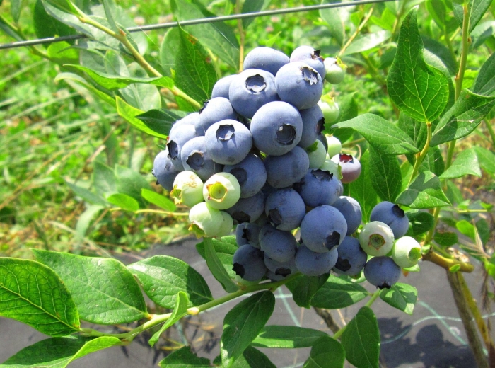 Голубика высокорослая чандлер