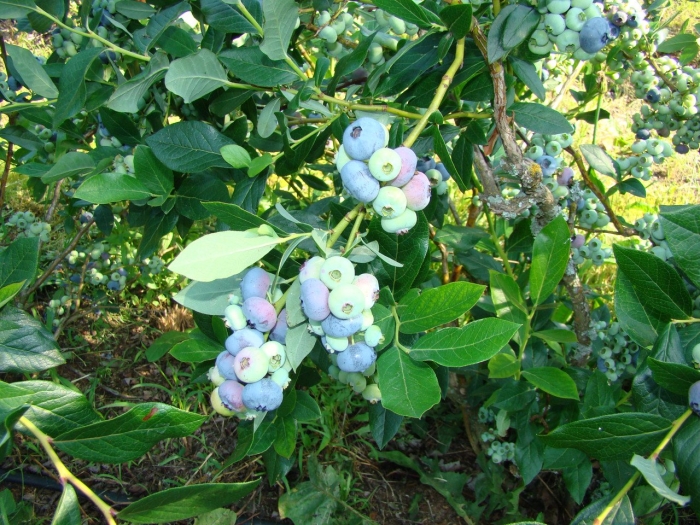 Голубика блюкроп