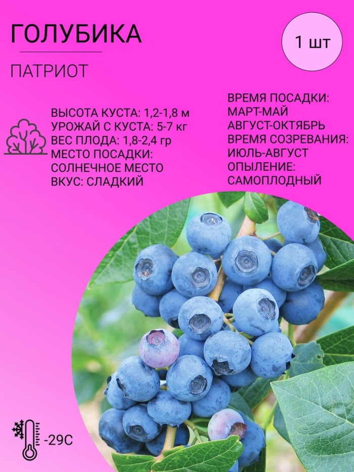 Голубика патриот