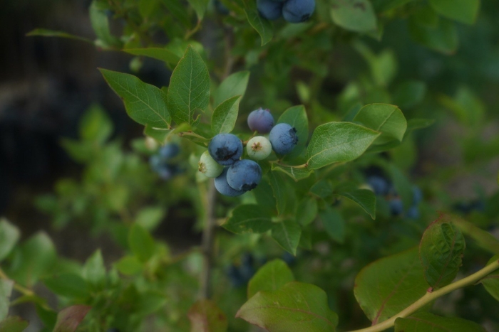 Голубика высокорослая нортланд