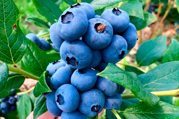 Голубика блю кроп