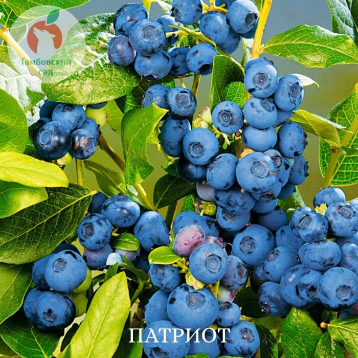 Голубика сорт патриот