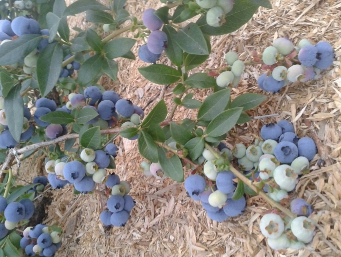 Голубика патриот куст