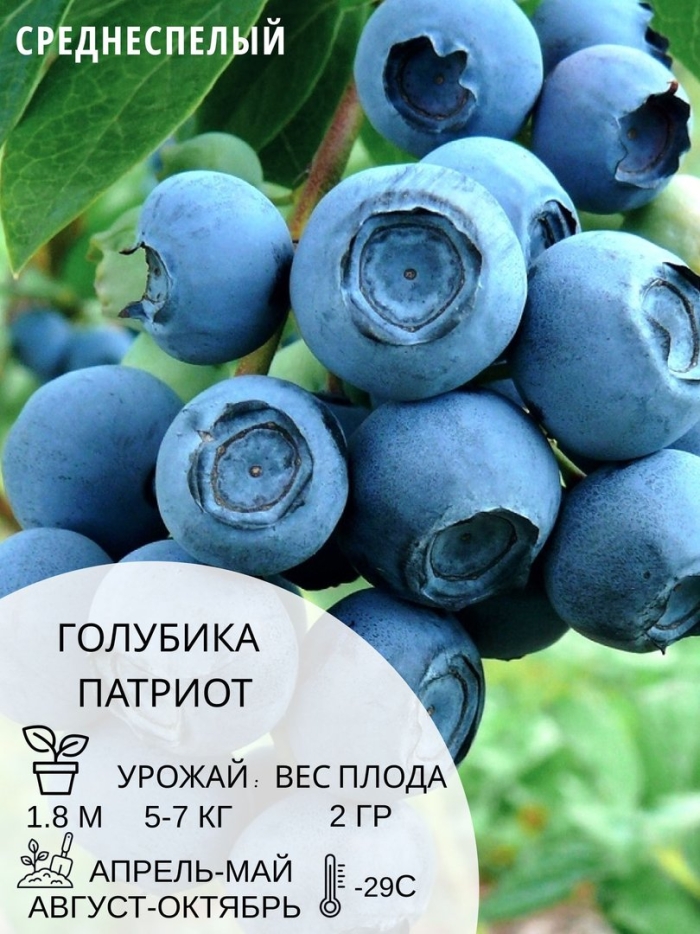 Голубика патриот