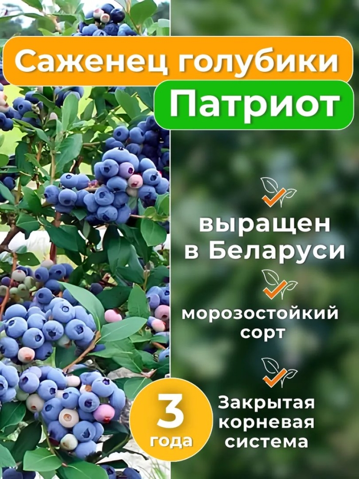 Голубика садовая патриот