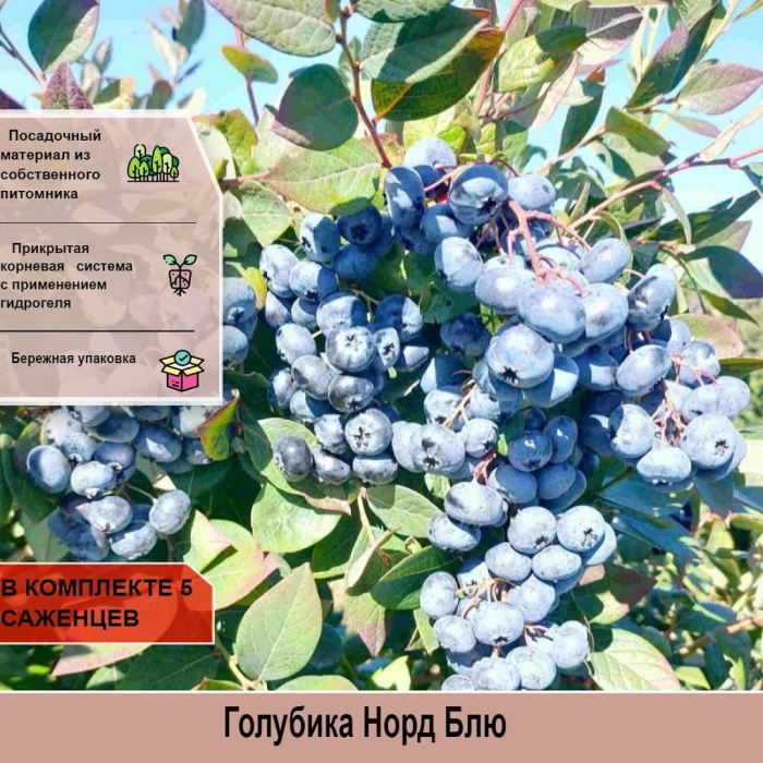 Голубика норт блю