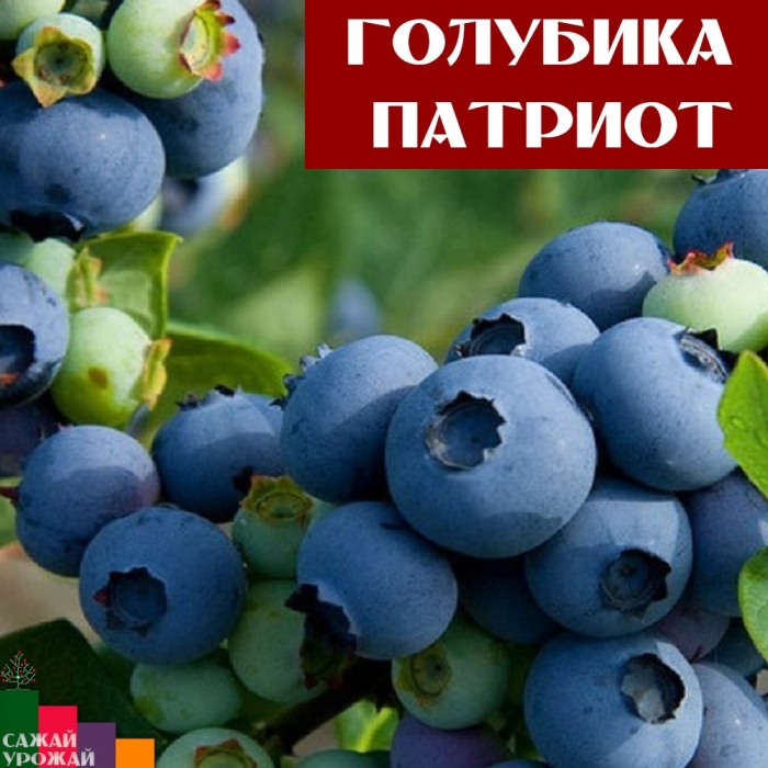 Голубика патриот
