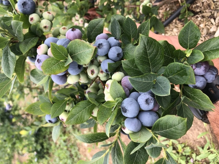 Голубика хурон