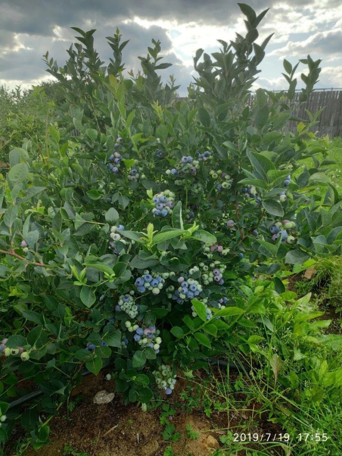 Голубика садовая куст