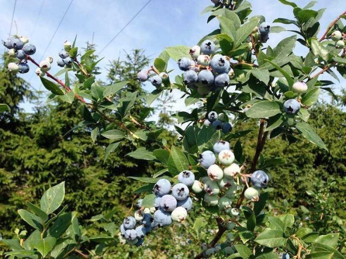 Голубика высокорослая элизабет