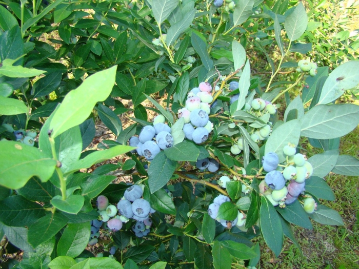 Голубика высокорослая патриот