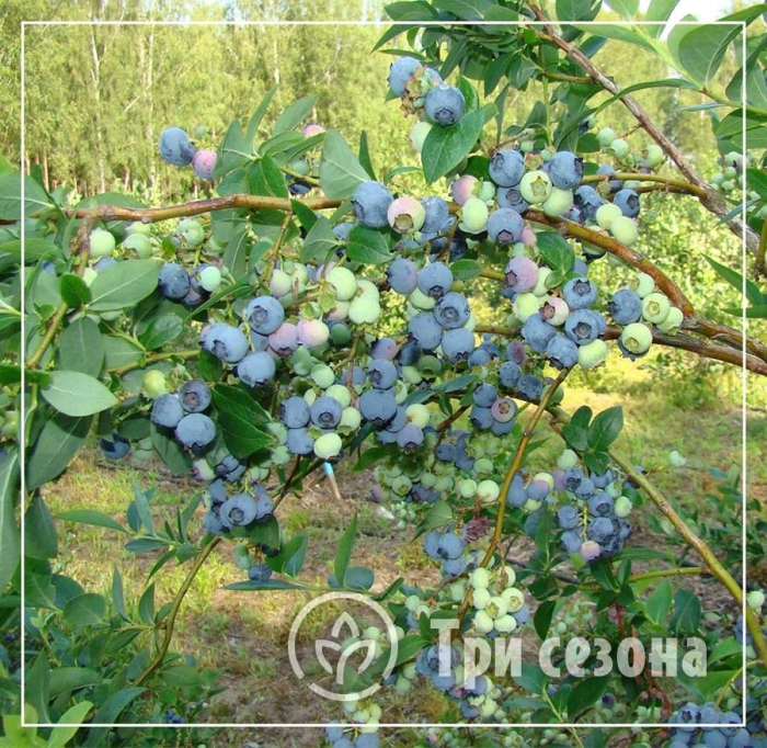 Голубика сорт нортланд