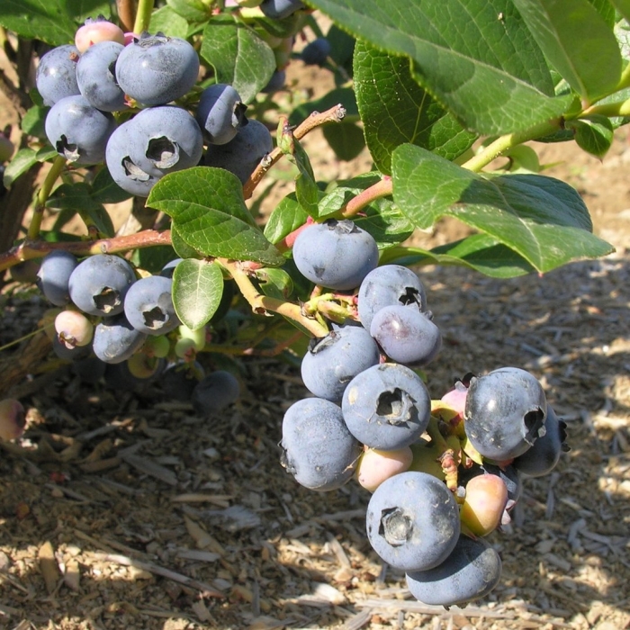 Голубика высокорослая элизабет