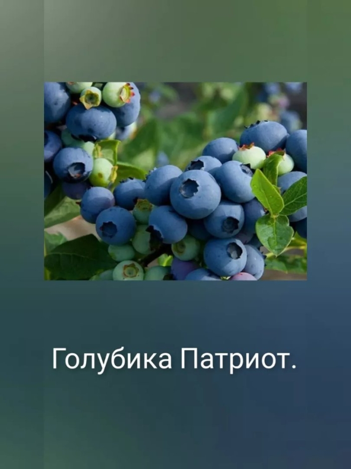 Голубика патриот описание