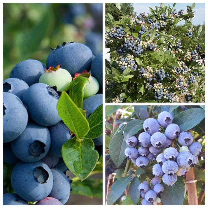 Голубика сорта