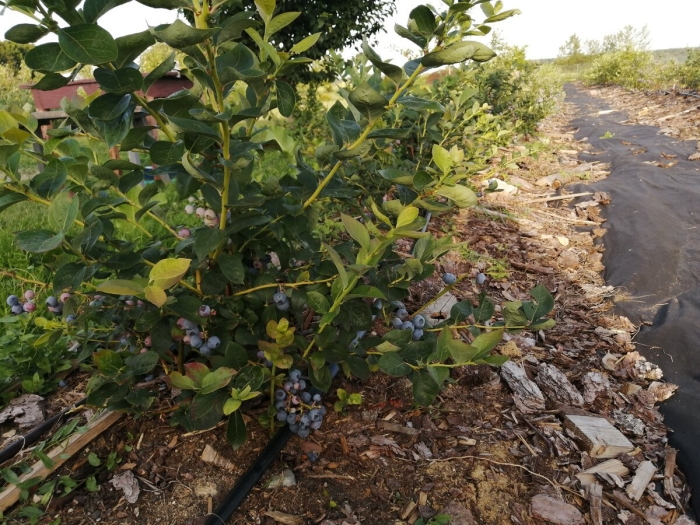 Голубика высокорослая куст